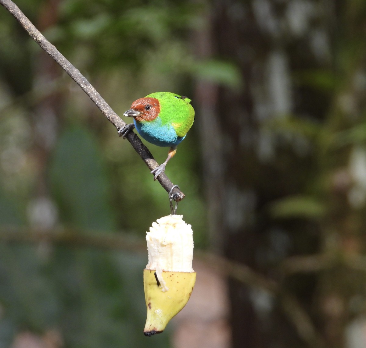 Bay-headed Tanager - ML647133029