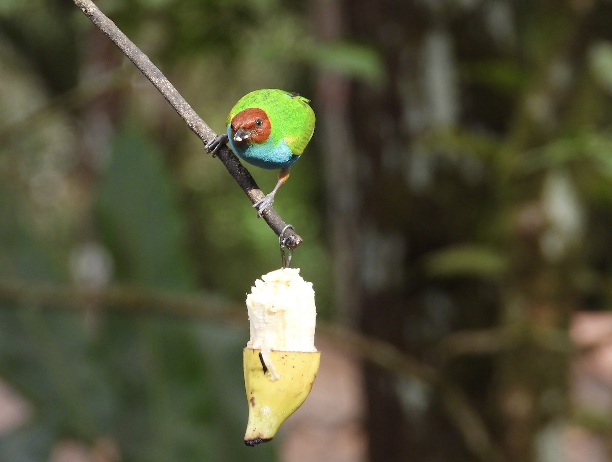 Bay-headed Tanager - ML647133030