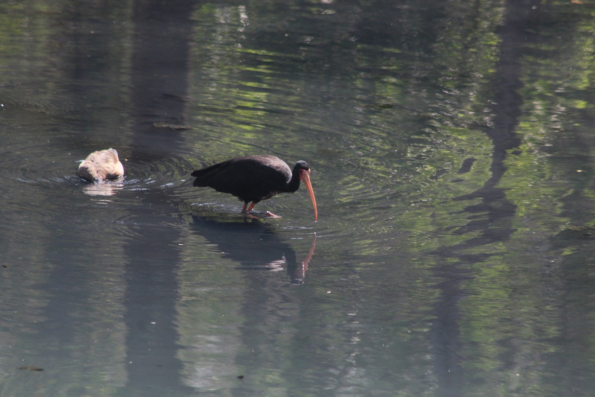 Bare-faced Ibis - ML647133031