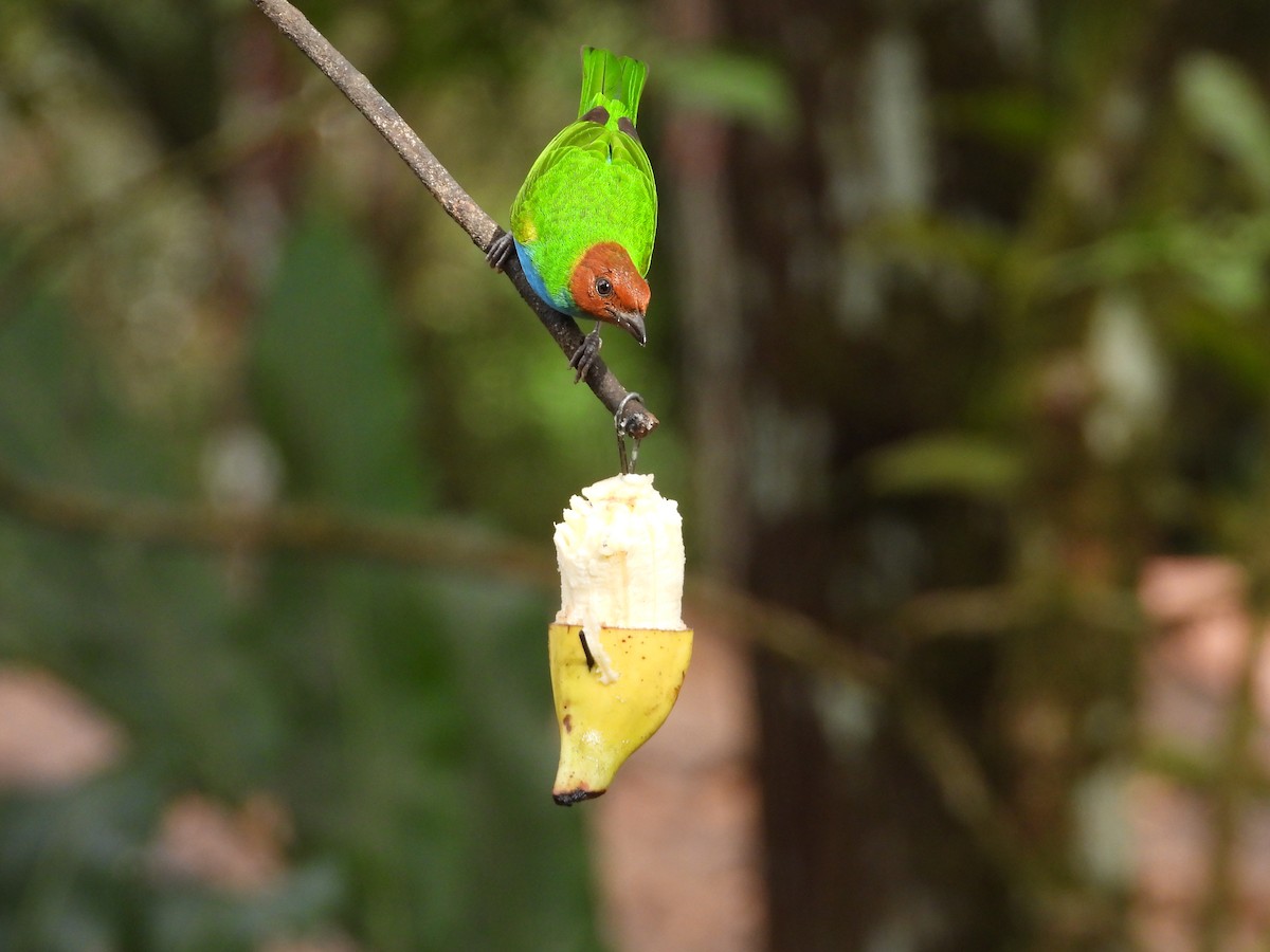 Bay-headed Tanager - ML647133032