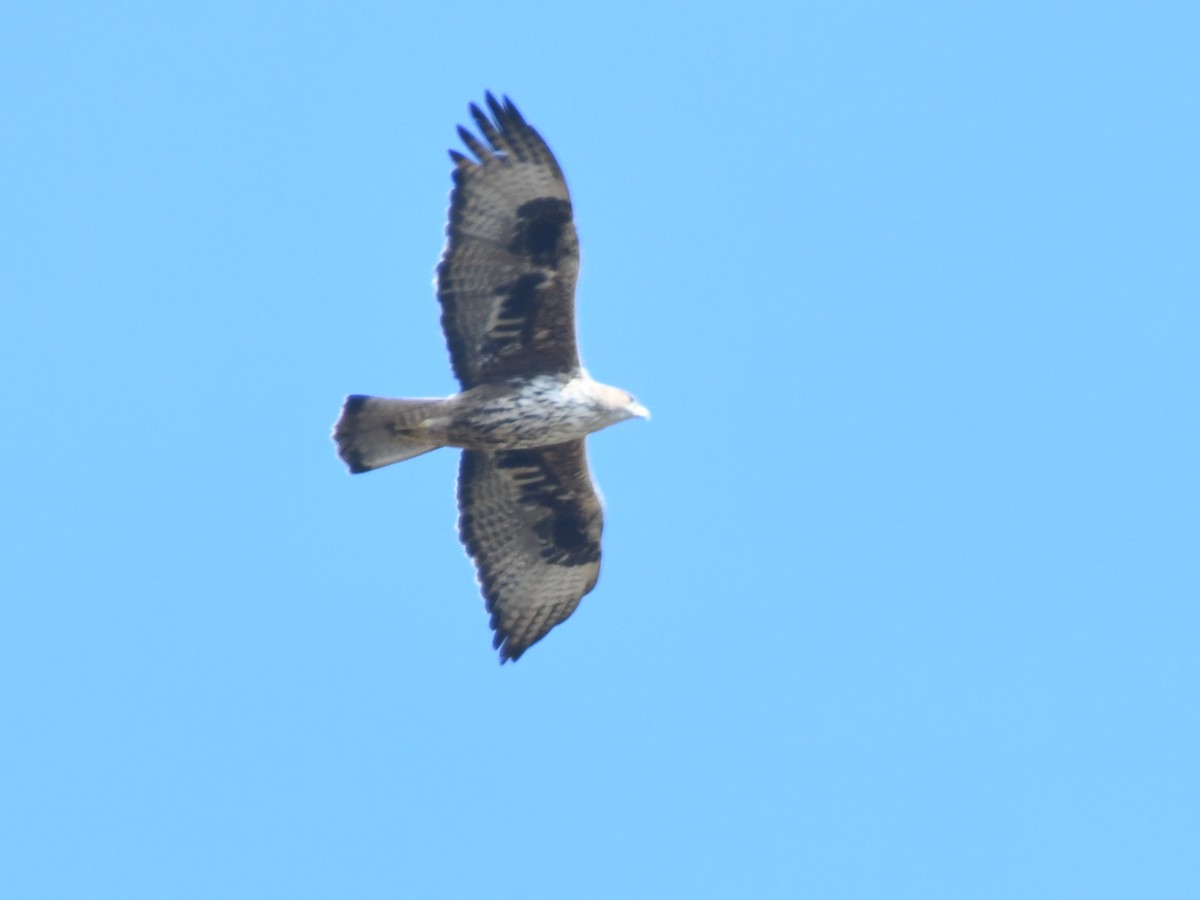 Bonelli's Eagle - ML647133034