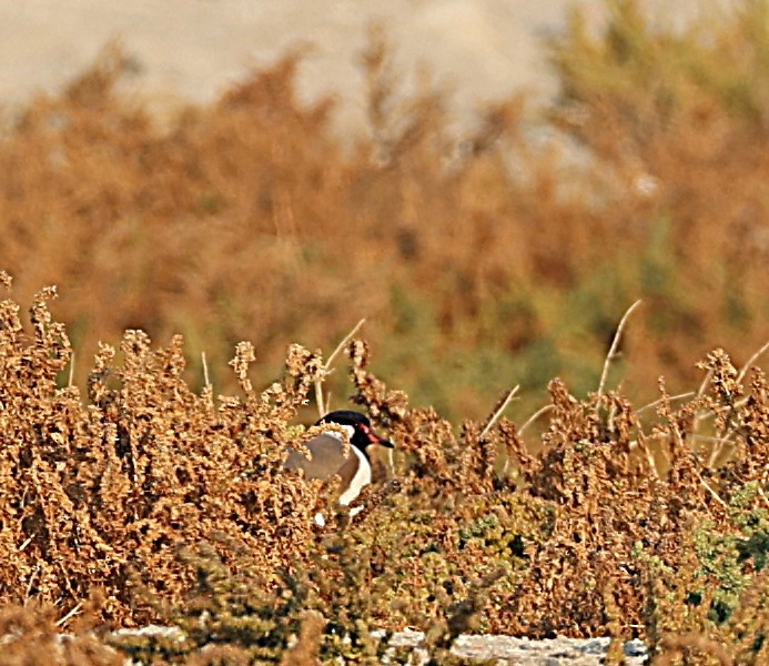 Red-wattled Lapwing - ML647133035