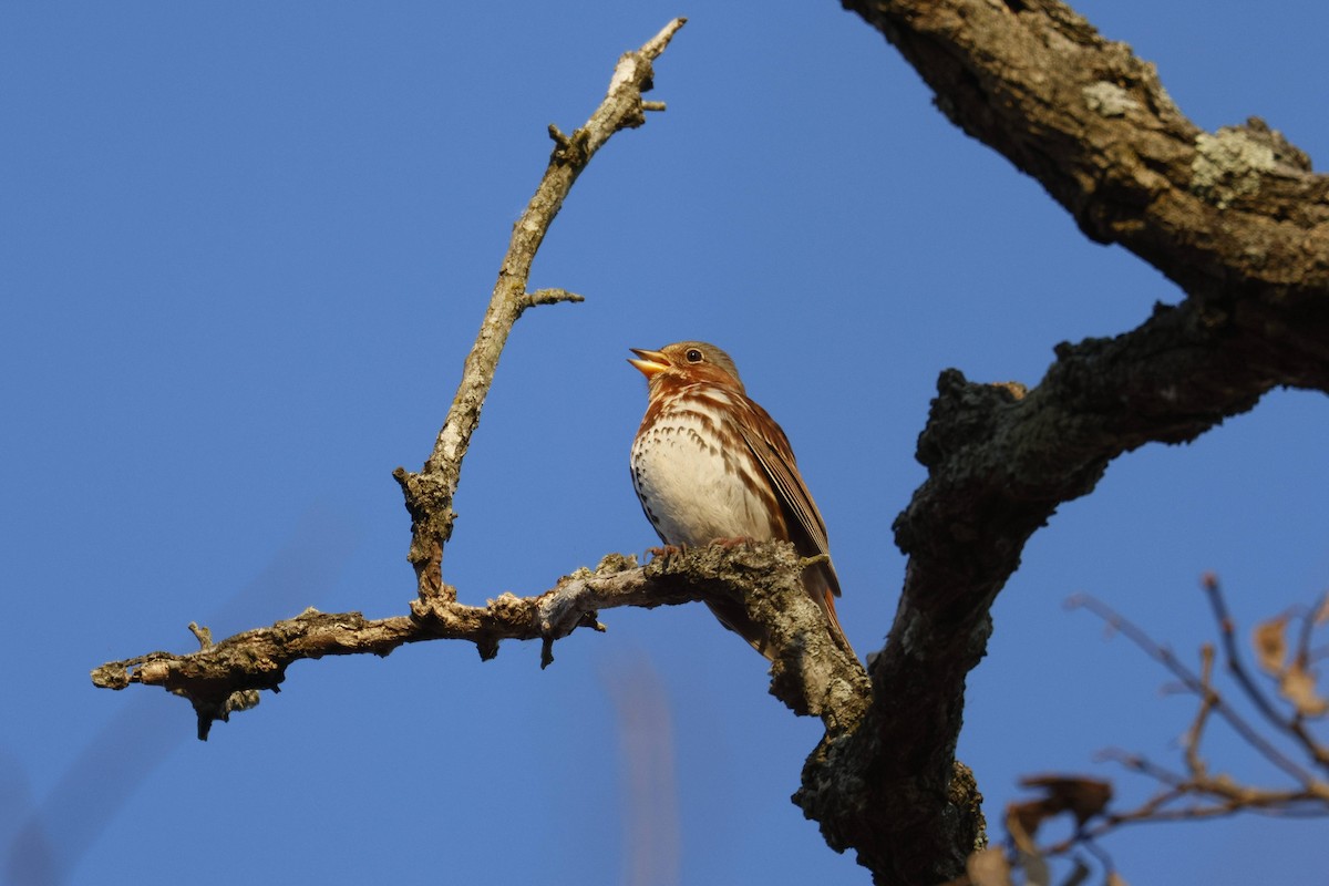 Fox Sparrow - ML647133038