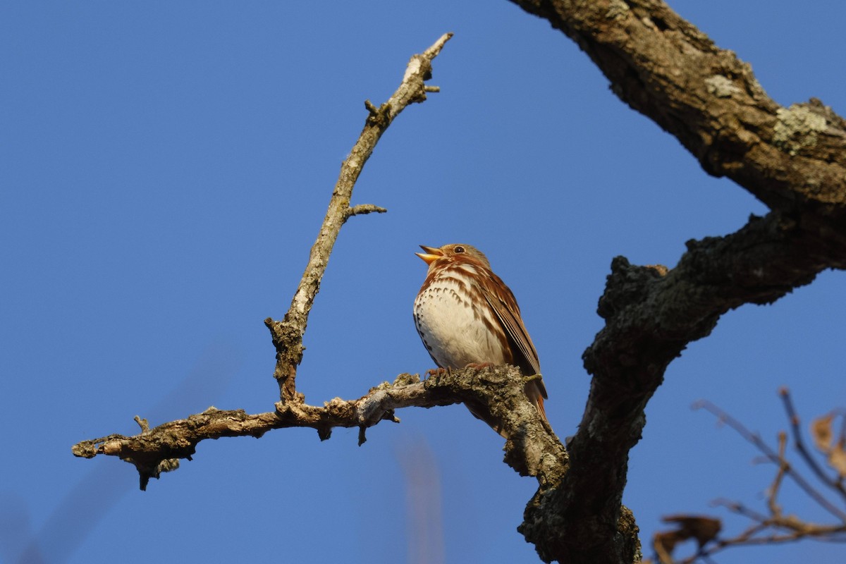 Fox Sparrow - ML647133040