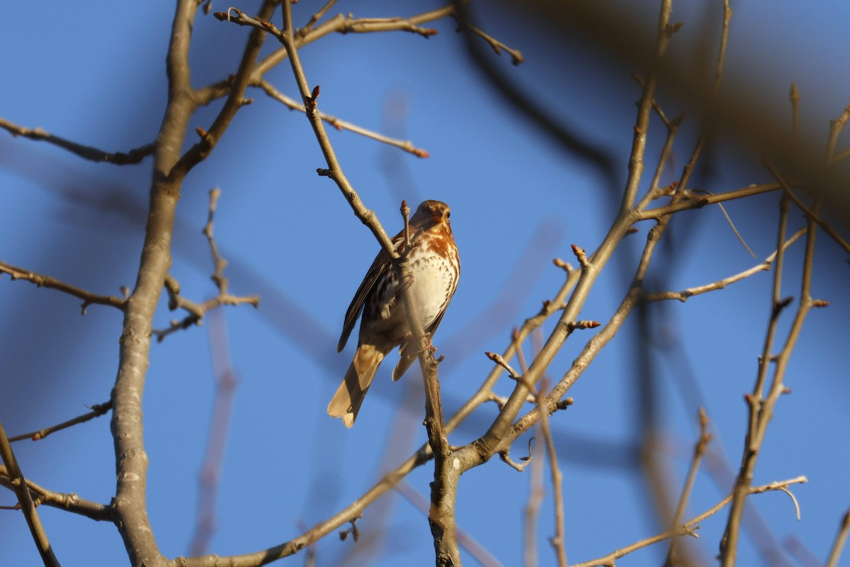 Fox Sparrow - ML647133041