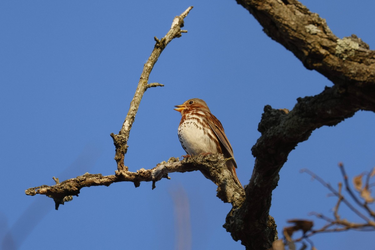 Fox Sparrow - ML647133043