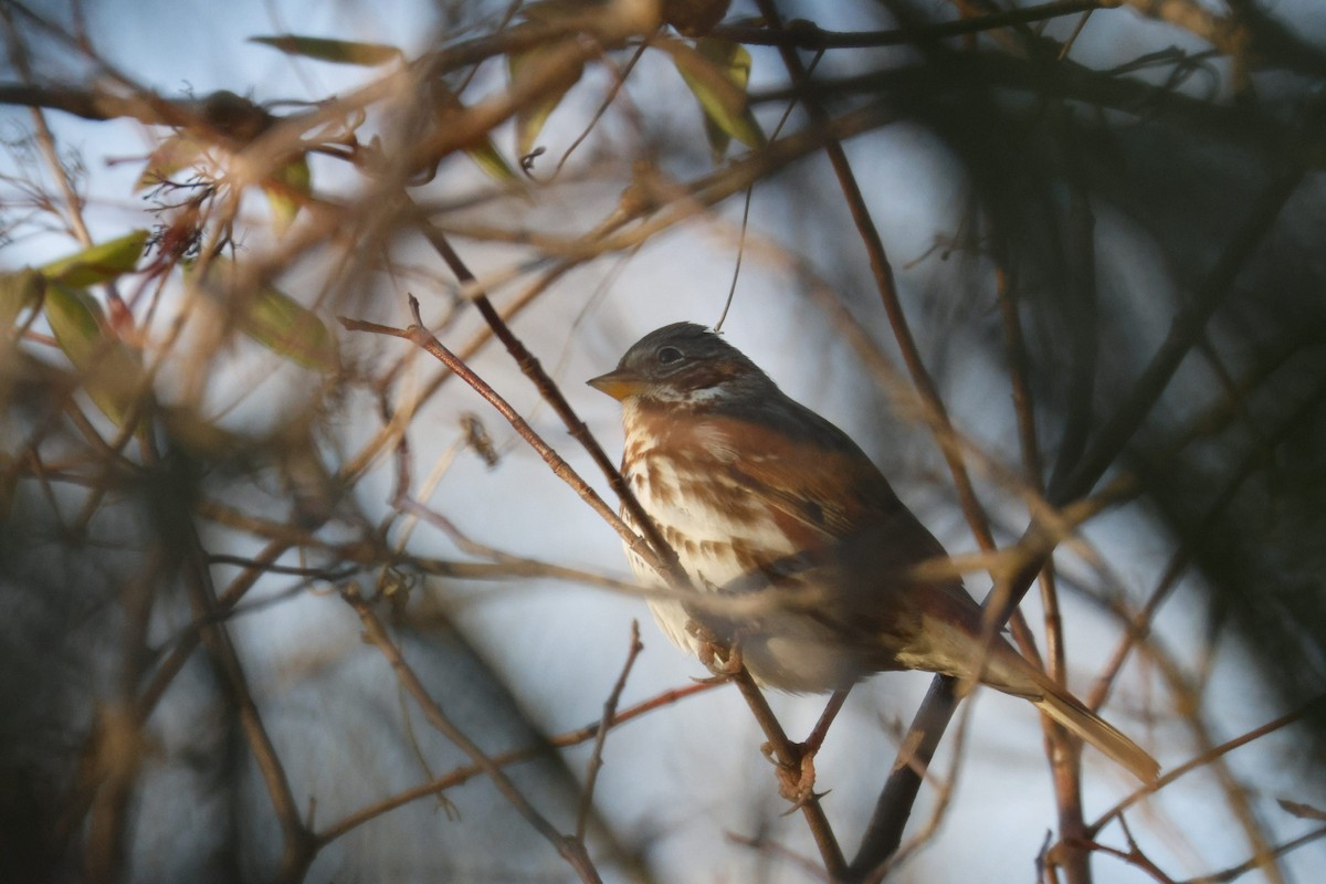 Fox Sparrow - ML647133044