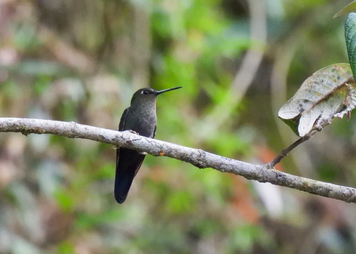Calzadito Verdoso Sureño - ML647133061