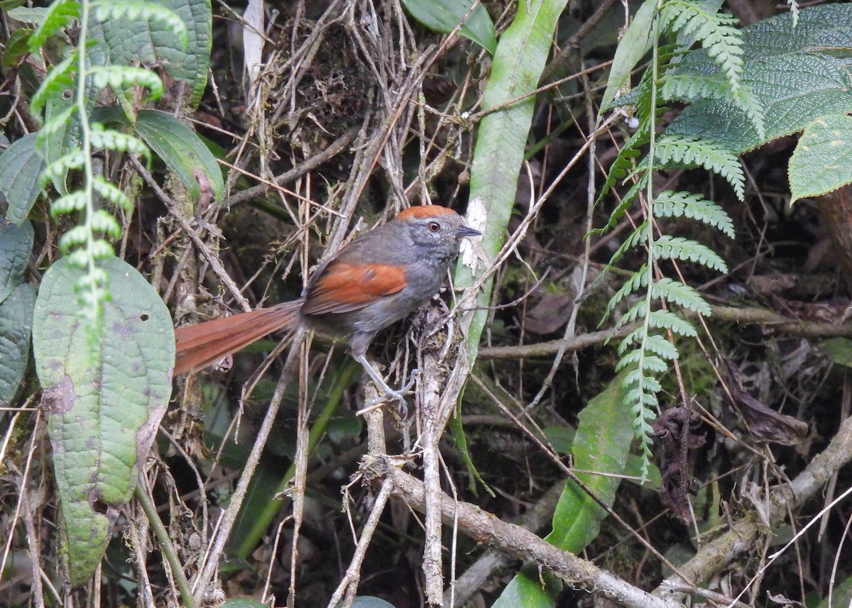 Azara's Spinetail - ML647133065