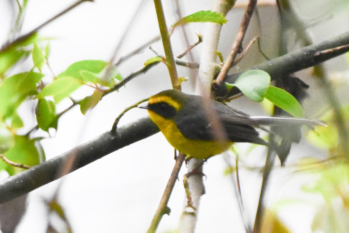 Yellow-bellied Fairy-Fantail - ML647133066