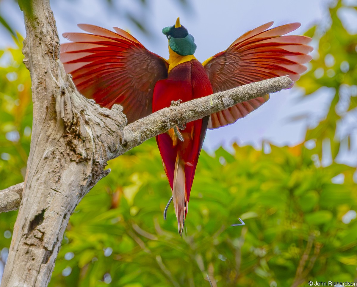 Red Bird-of-Paradise - ML647133068