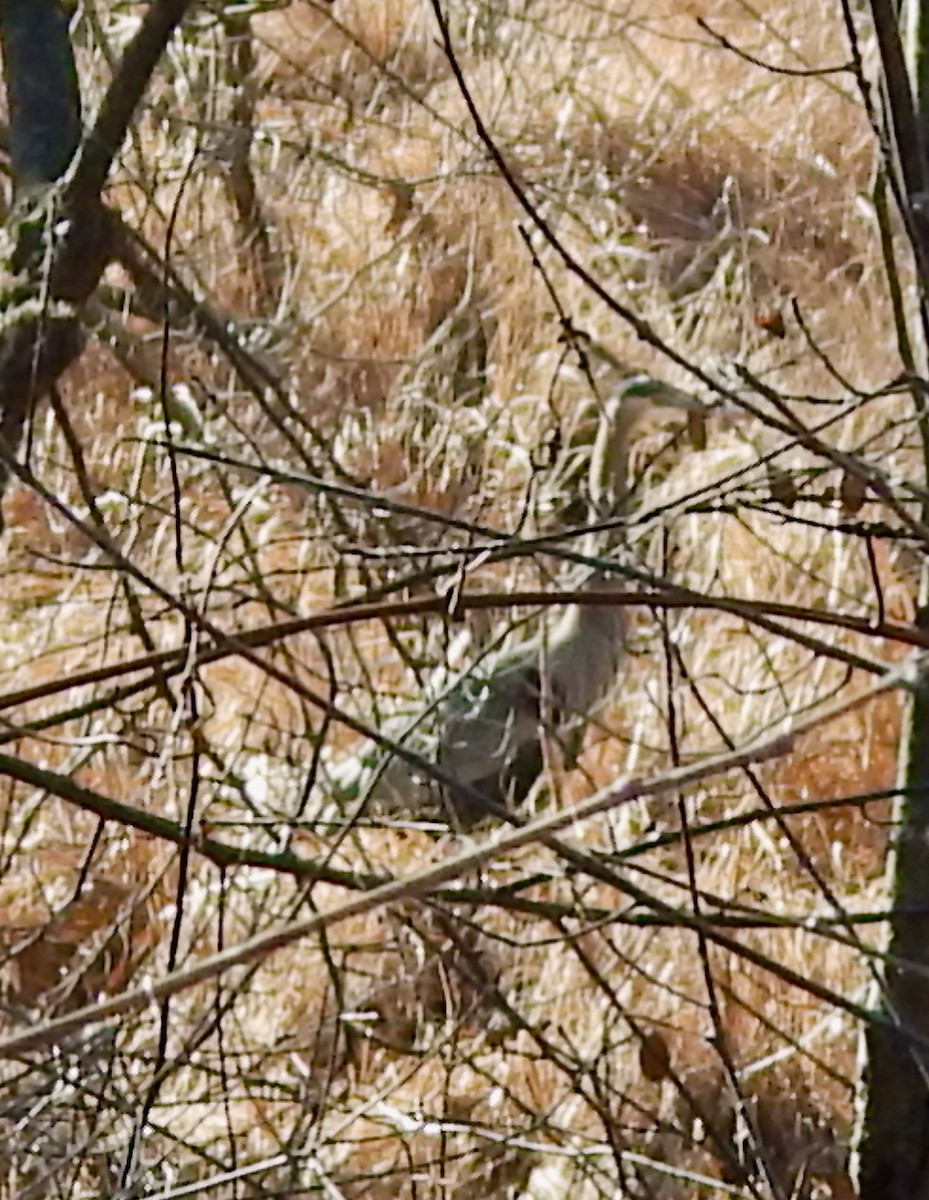 Great Blue Heron (Great Blue) - ML647133072