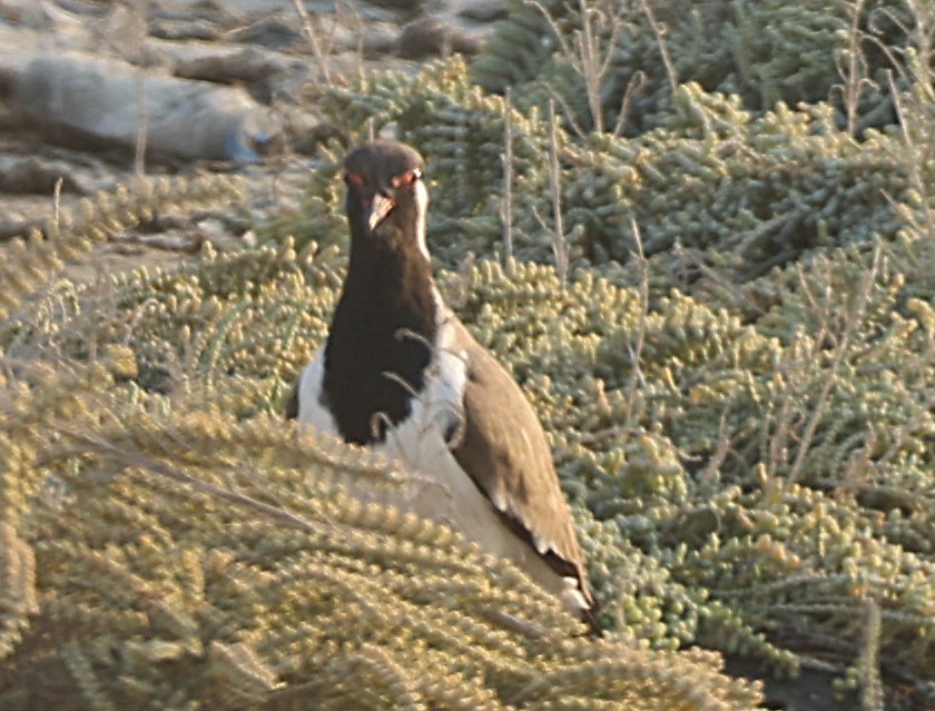 Red-wattled Lapwing - ML647133073