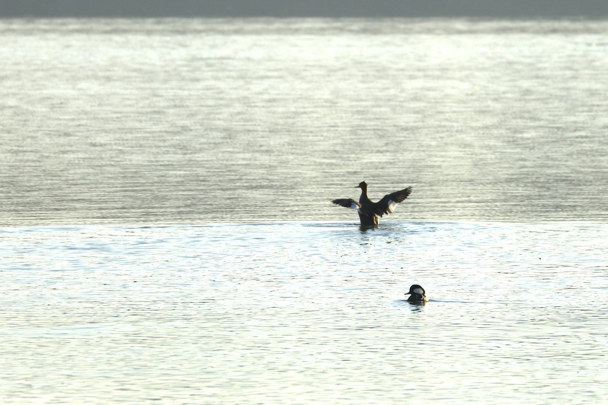 Red-breasted Merganser - ML647133074