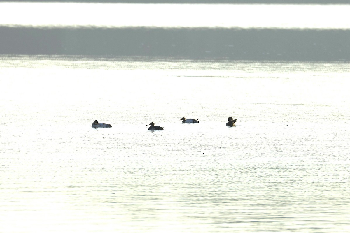 Red-breasted Merganser - ML647133075
