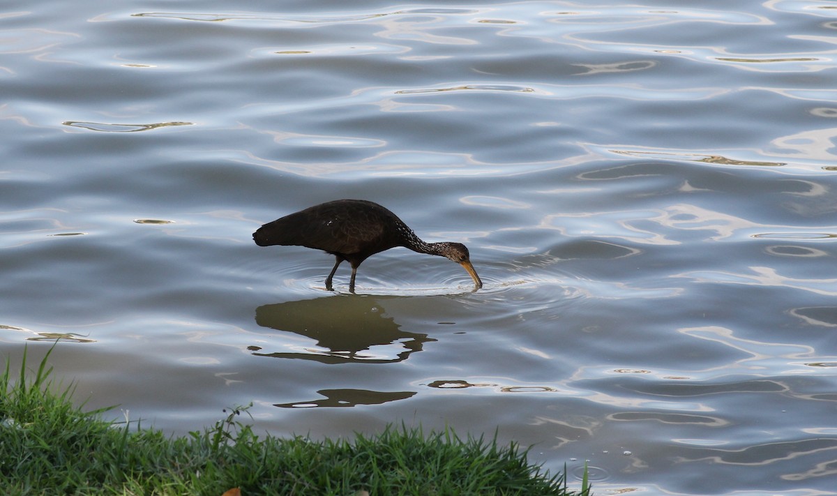 Limpkin - ML647133079