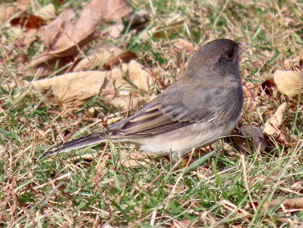 Dark-eyed Junco - ML647133084