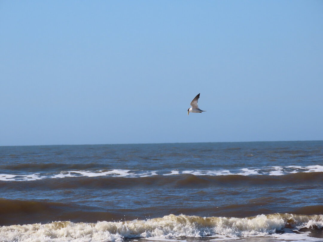 Yellow-billed Tern - ML647133087
