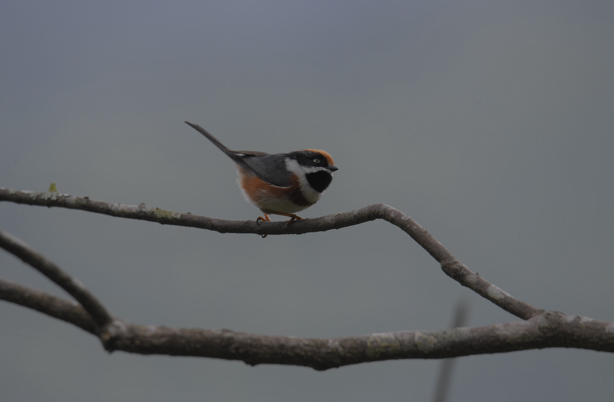 Black-throated Tit (Black-throated) - ML647133089