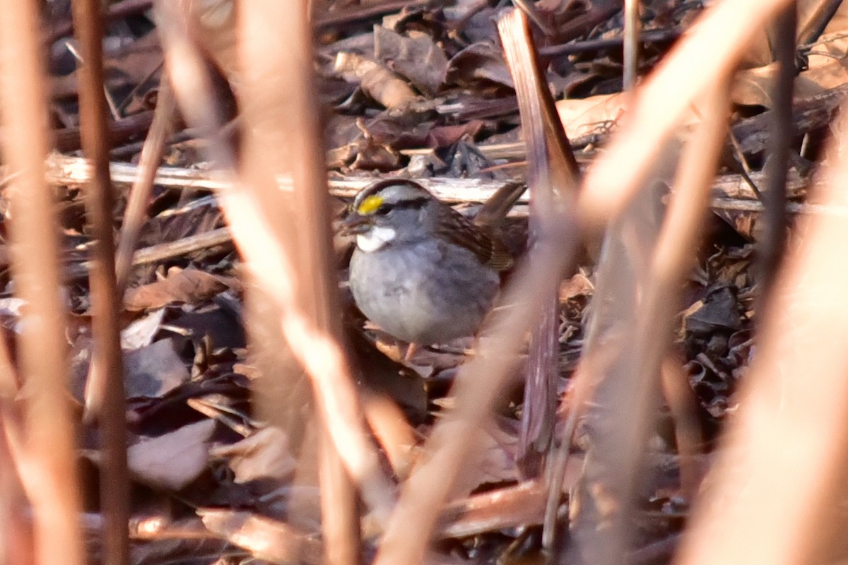 White-throated Sparrow - ML647133091