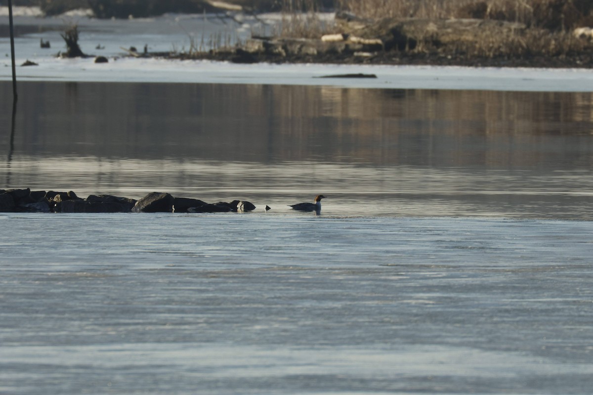 Common Merganser - ML647133093