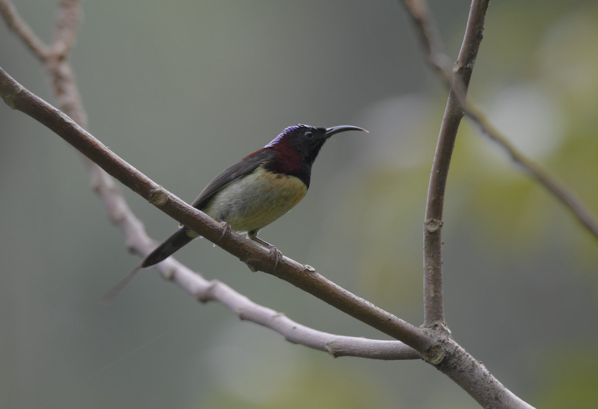 Black-throated Sunbird - ML647133095