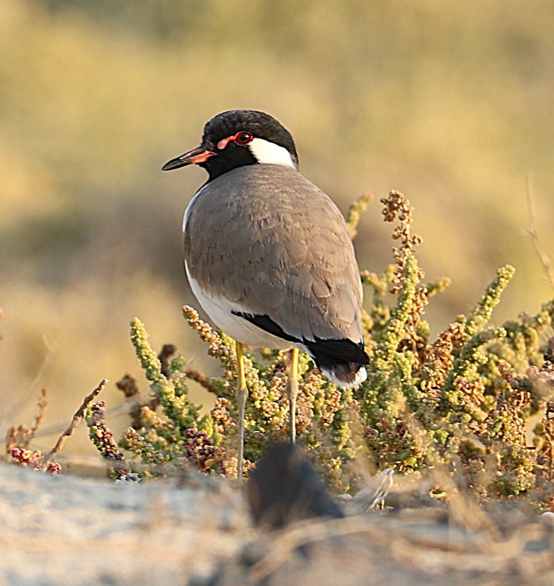 Red-wattled Lapwing - ML647133096