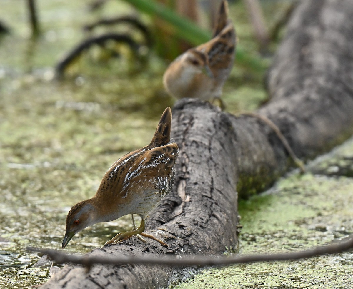 Погоныш-крошка - ML647133099