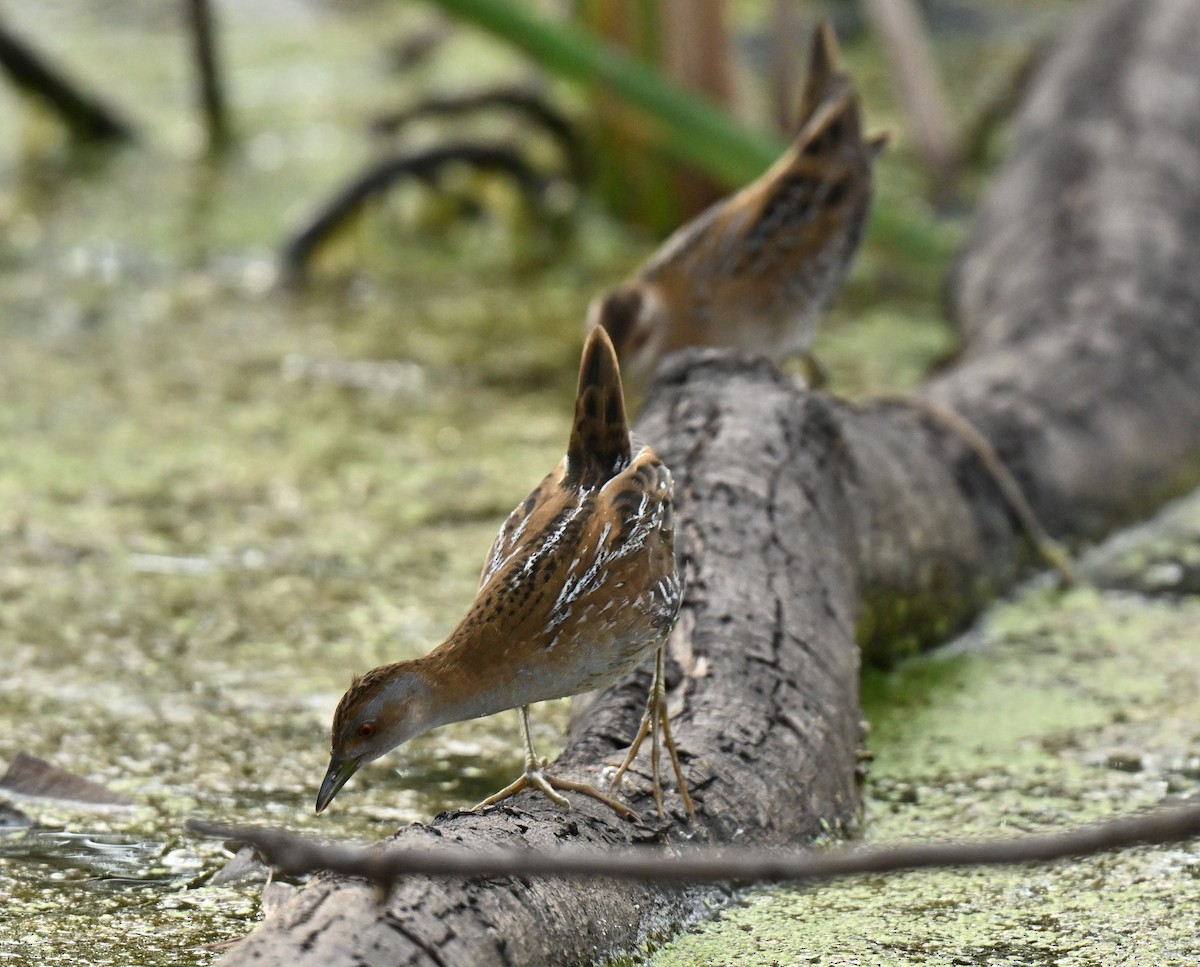 Погоныш-крошка - ML647133100