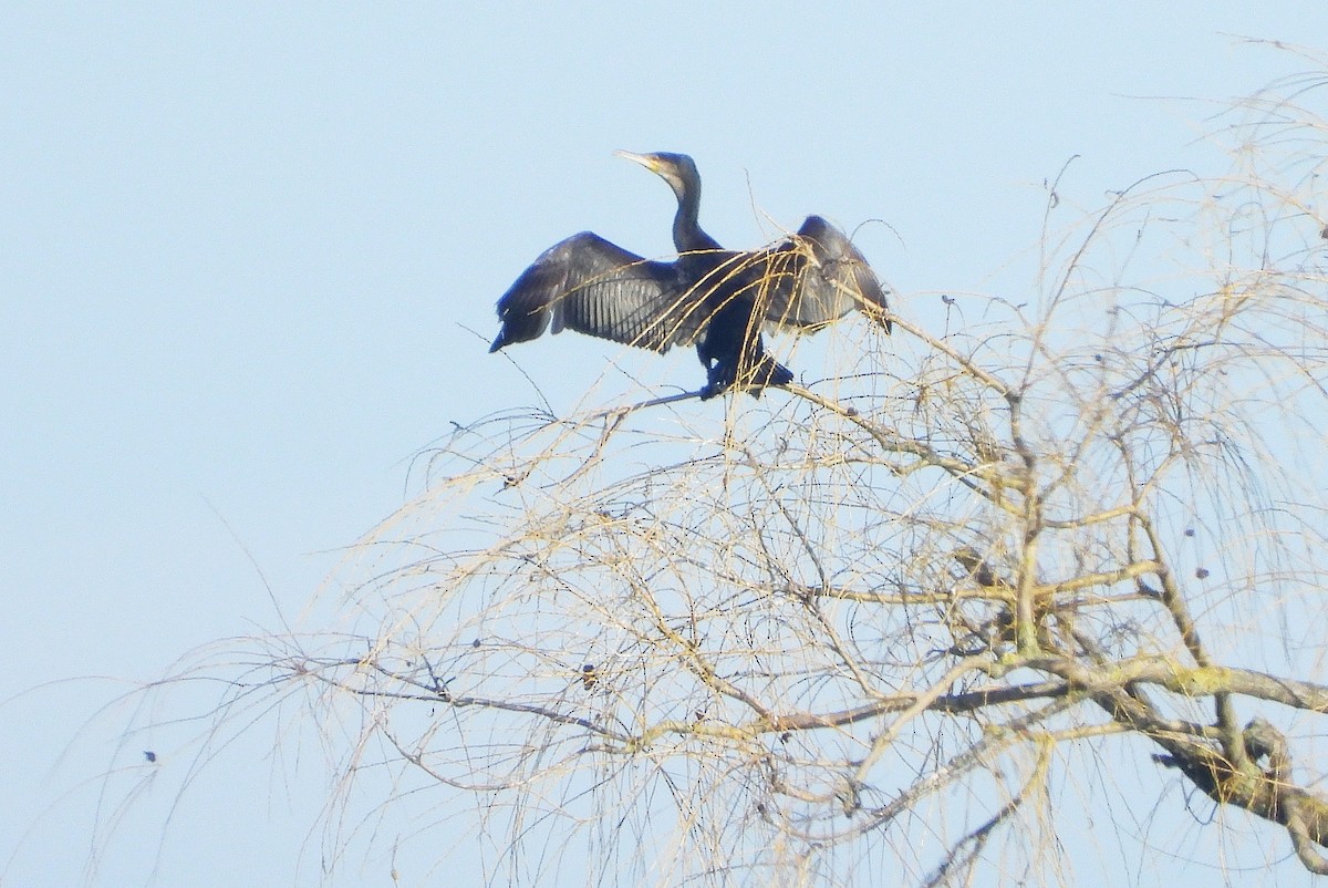 Kormoran - ML647133101