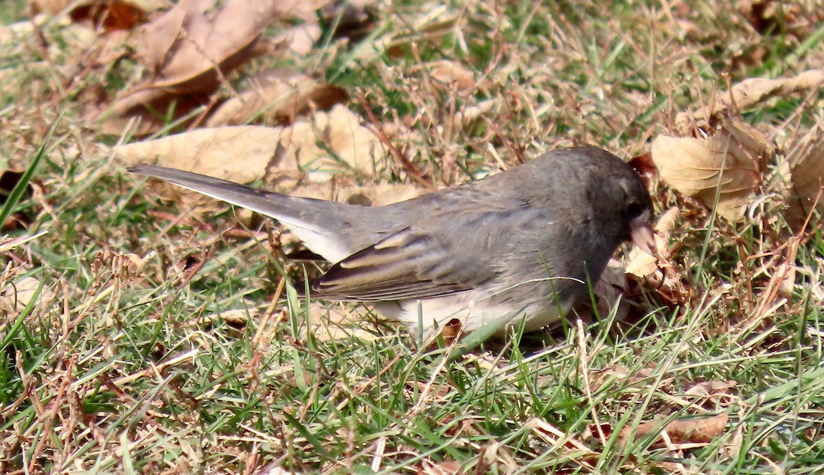 Dark-eyed Junco - ML647133102