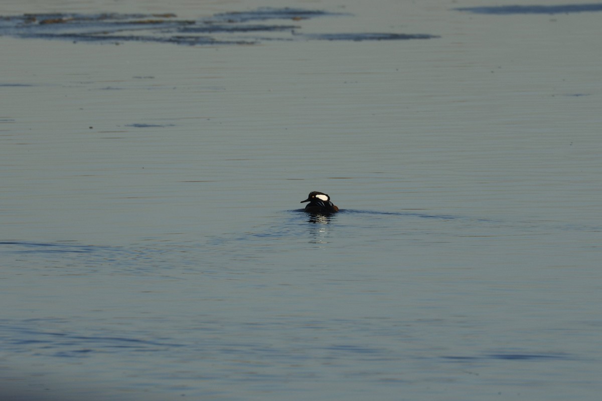 Hooded Merganser - ML647133103