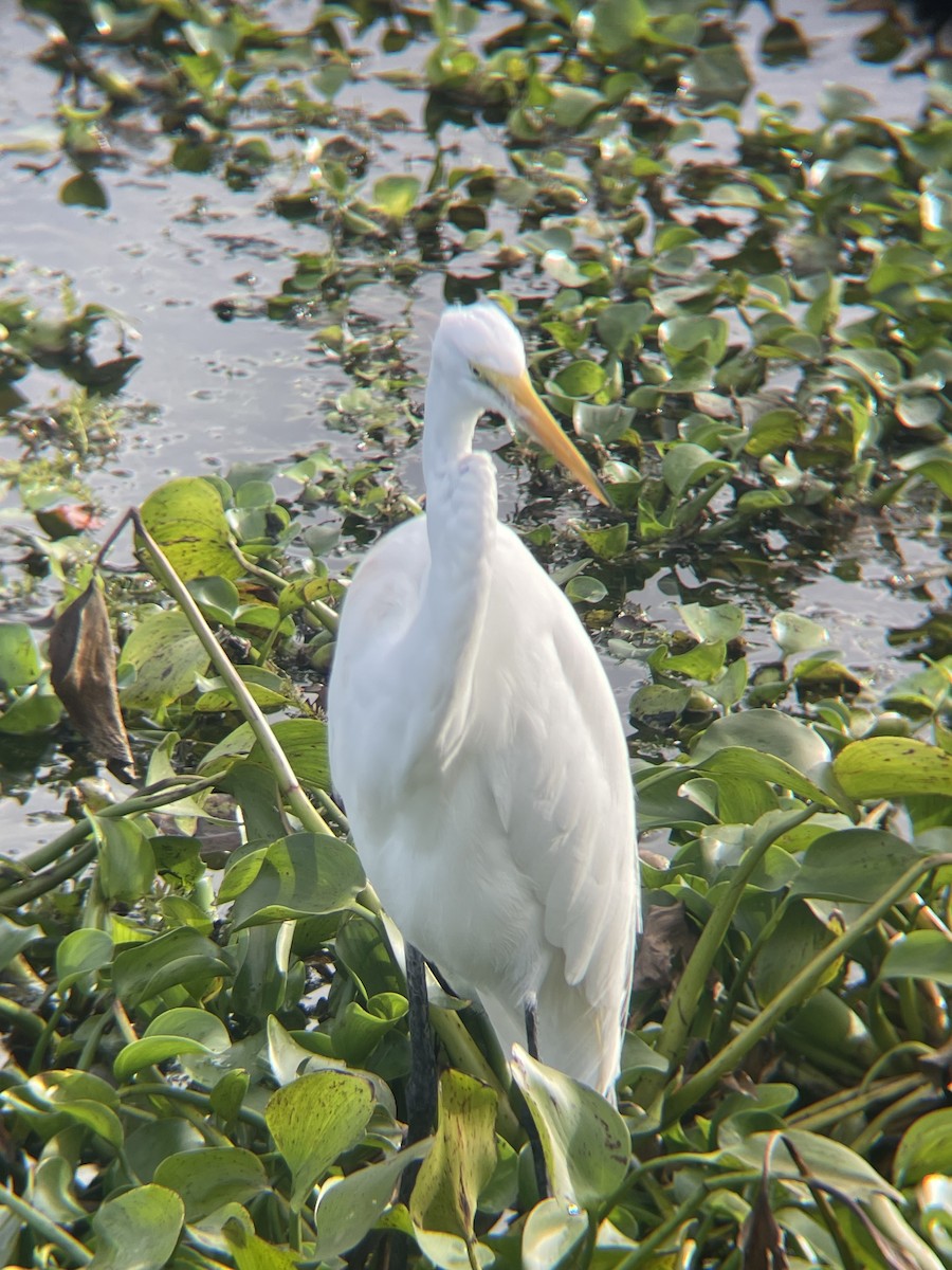 Airone bianco maggiore - ML647133105