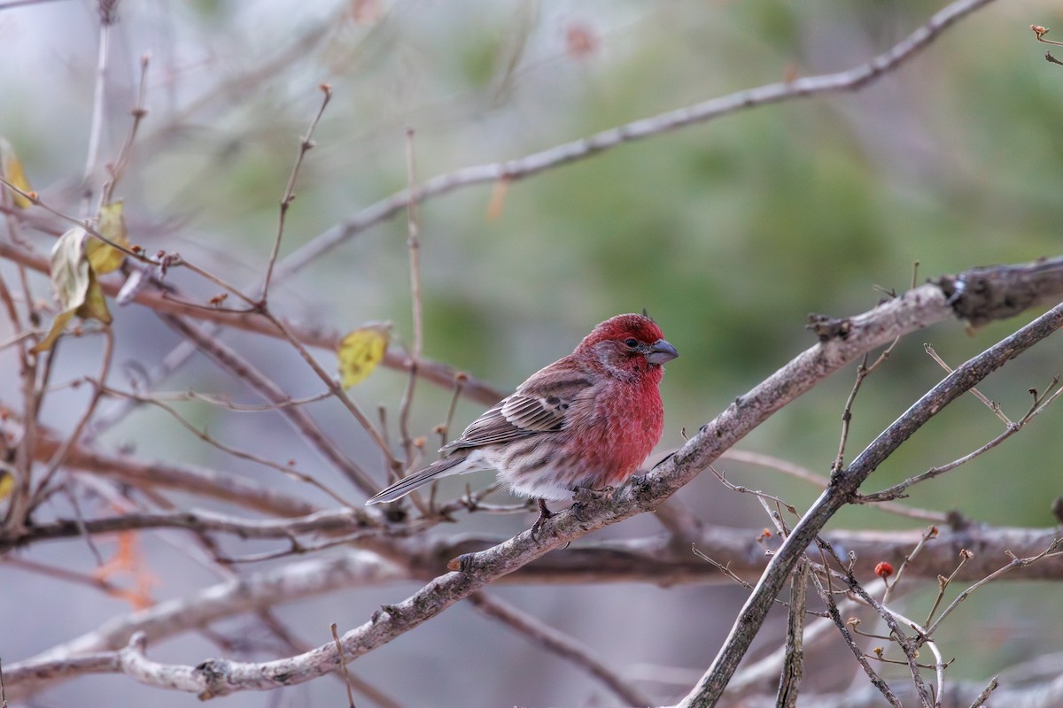 Roselin familier - ML647133106