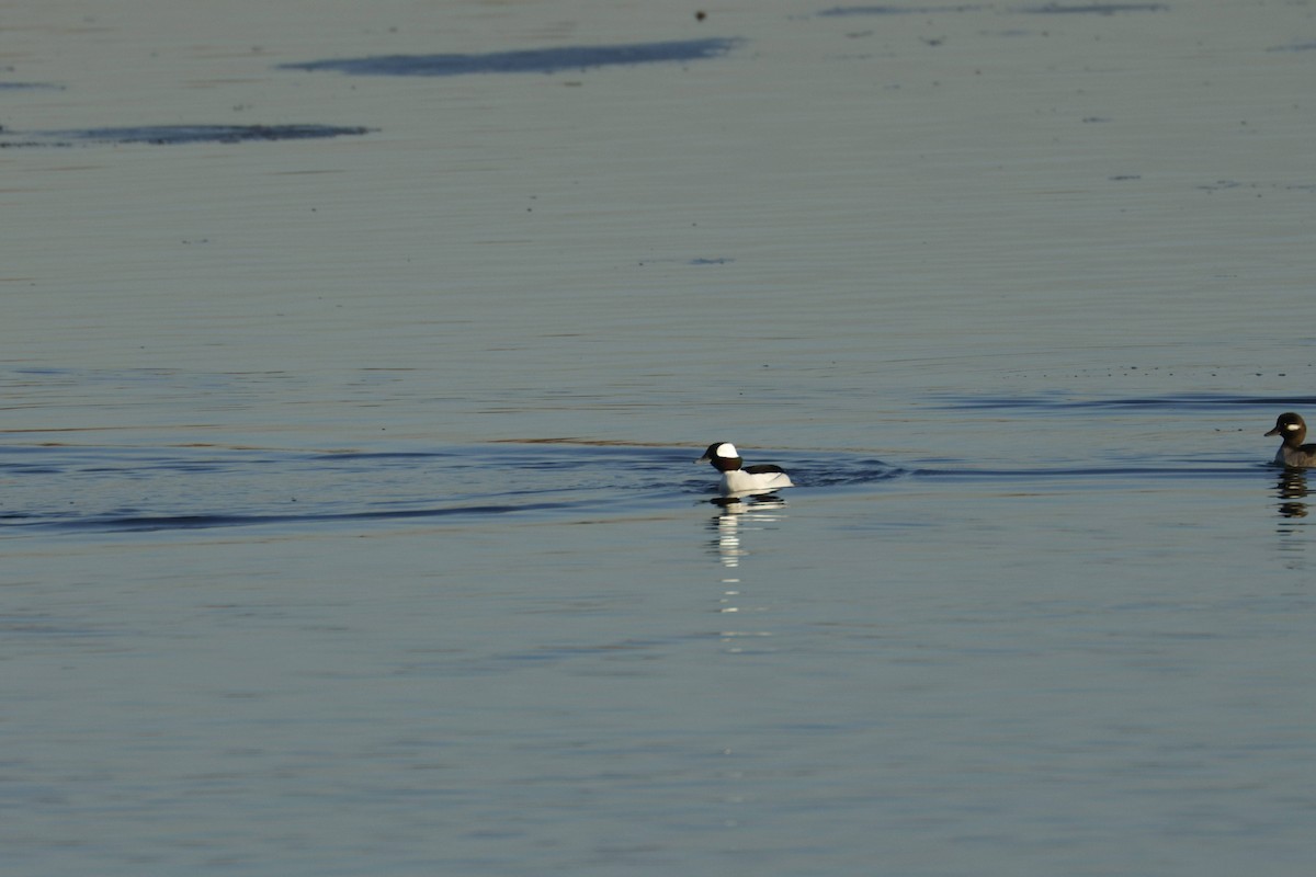 Bufflehead - ML647133107