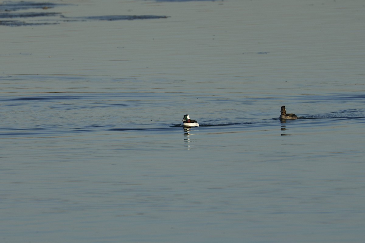 Bufflehead - ML647133108