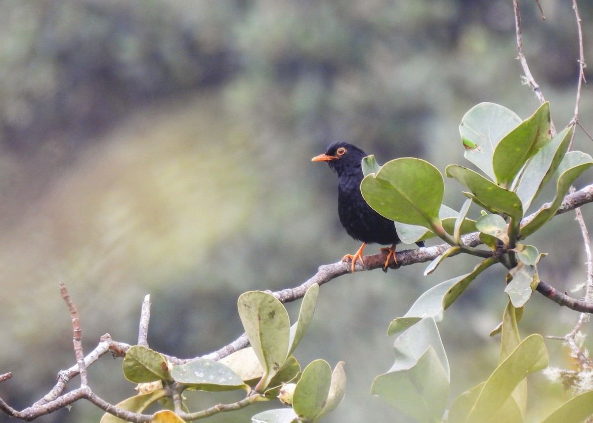 Glossy-black Thrush - ML647133120