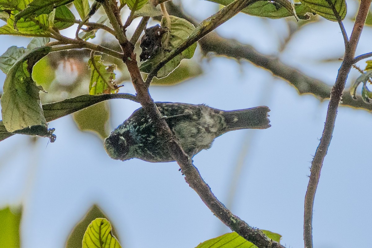 Beryl-spangled Tanager - ML647133123