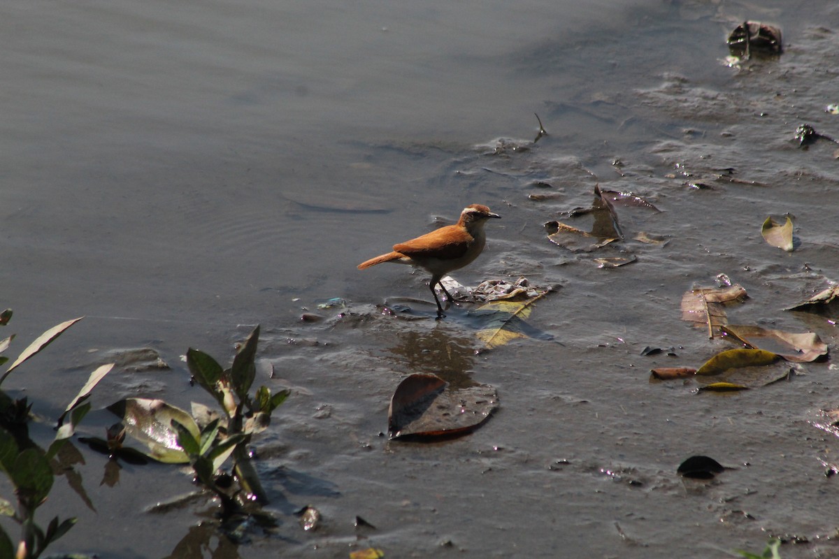 Wing-banded Hornero - ML647133125