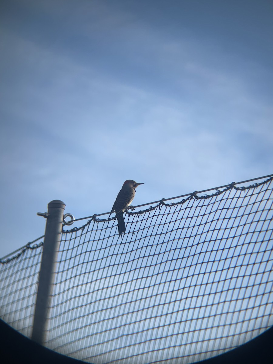 Northern Flicker - ML647133126