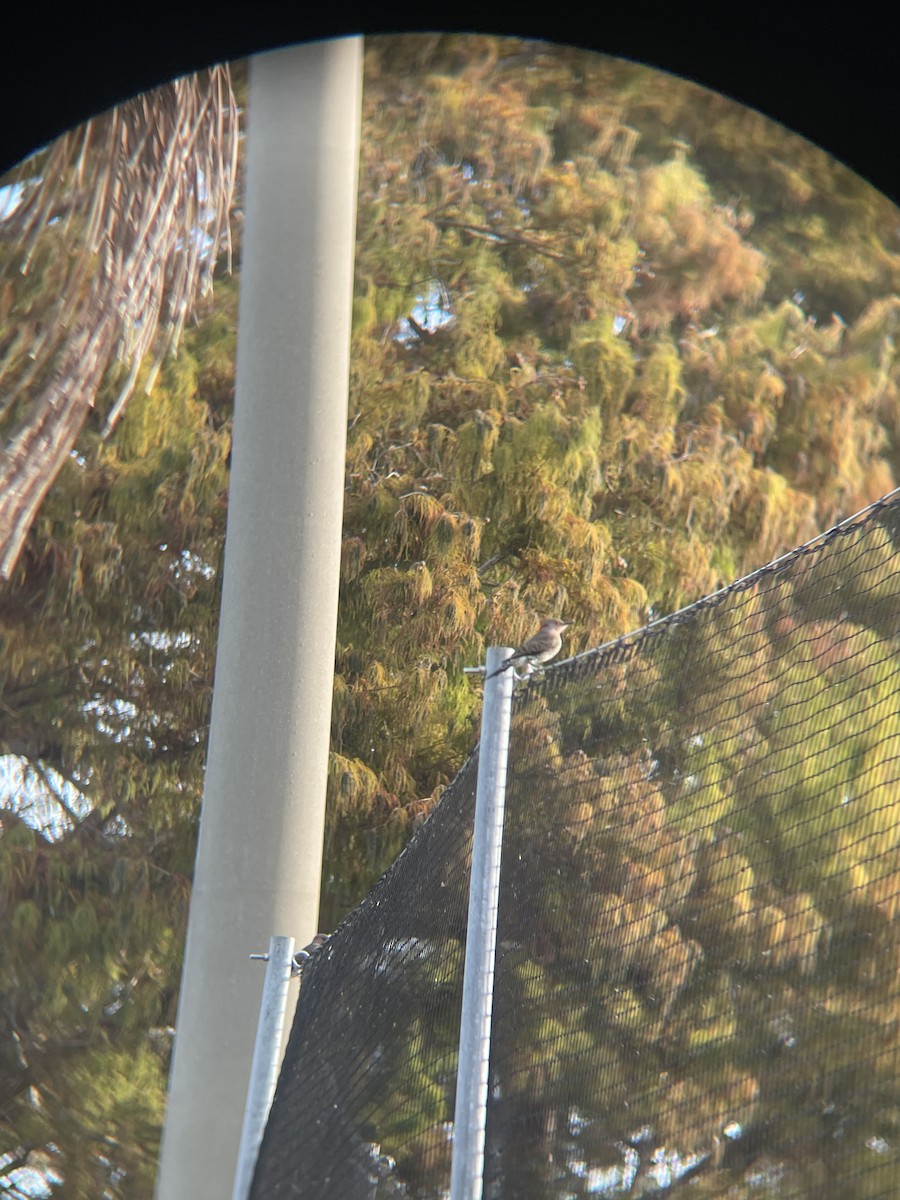 Northern Flicker - ML647133127