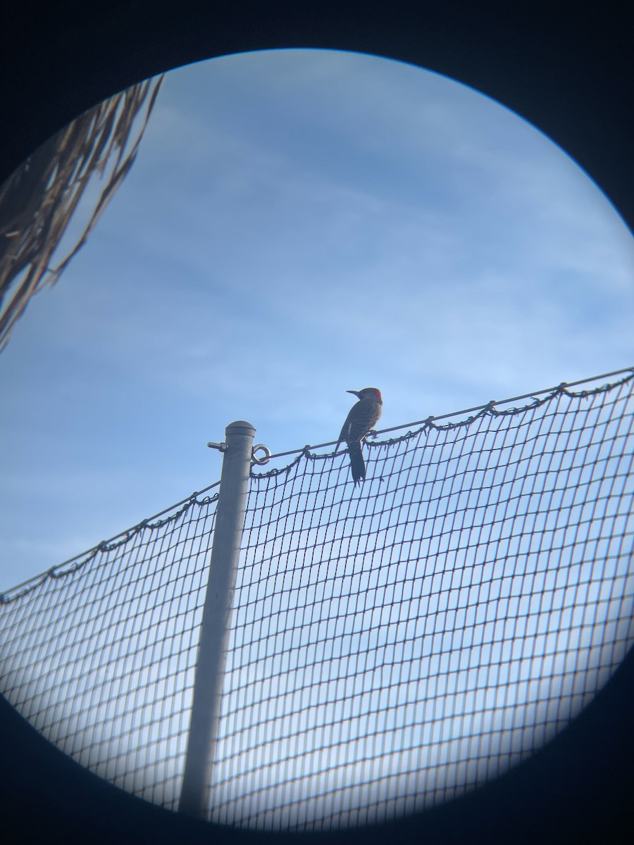 Northern Flicker - ML647133128