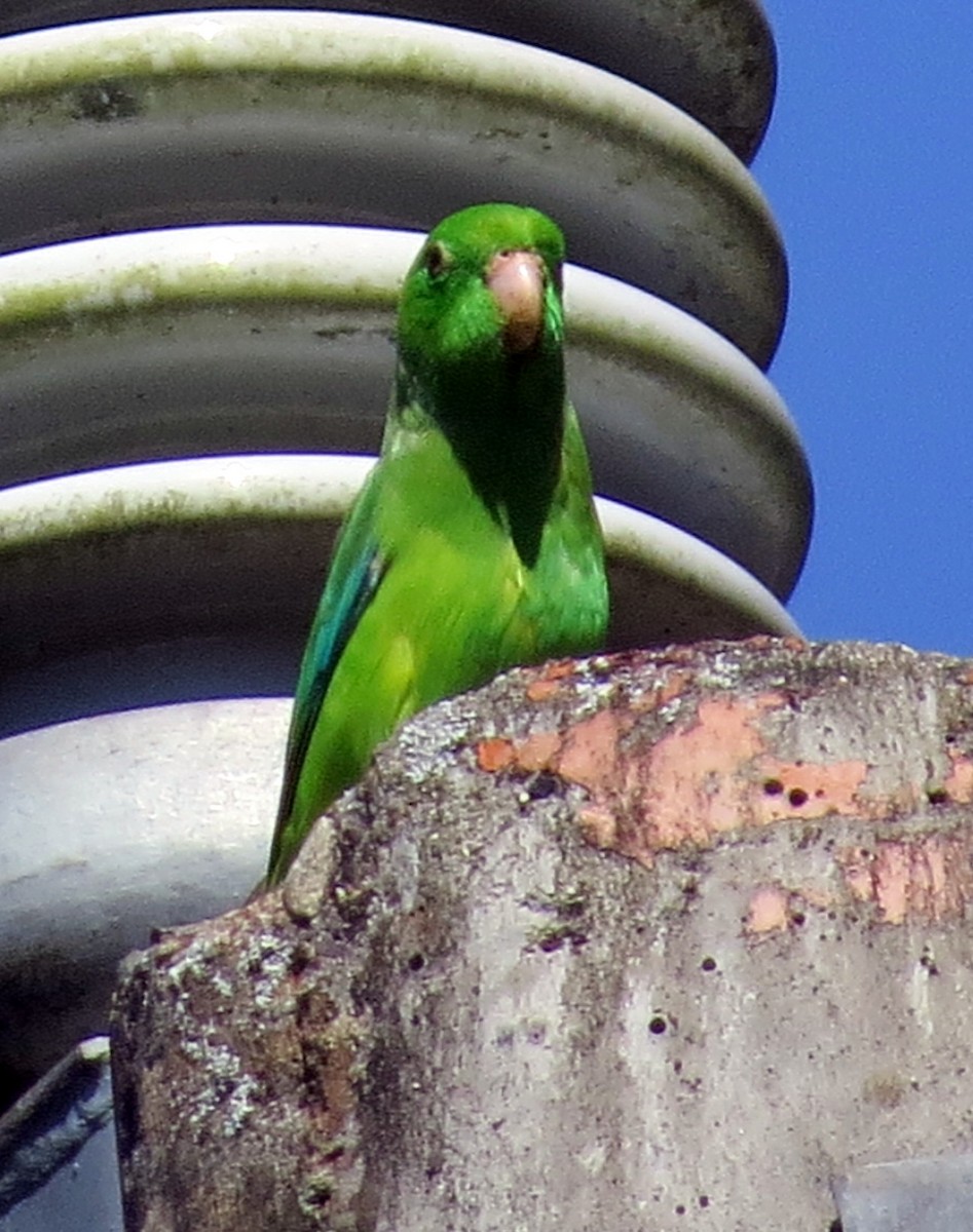 Green-rumped Parrotlet - ML647133134