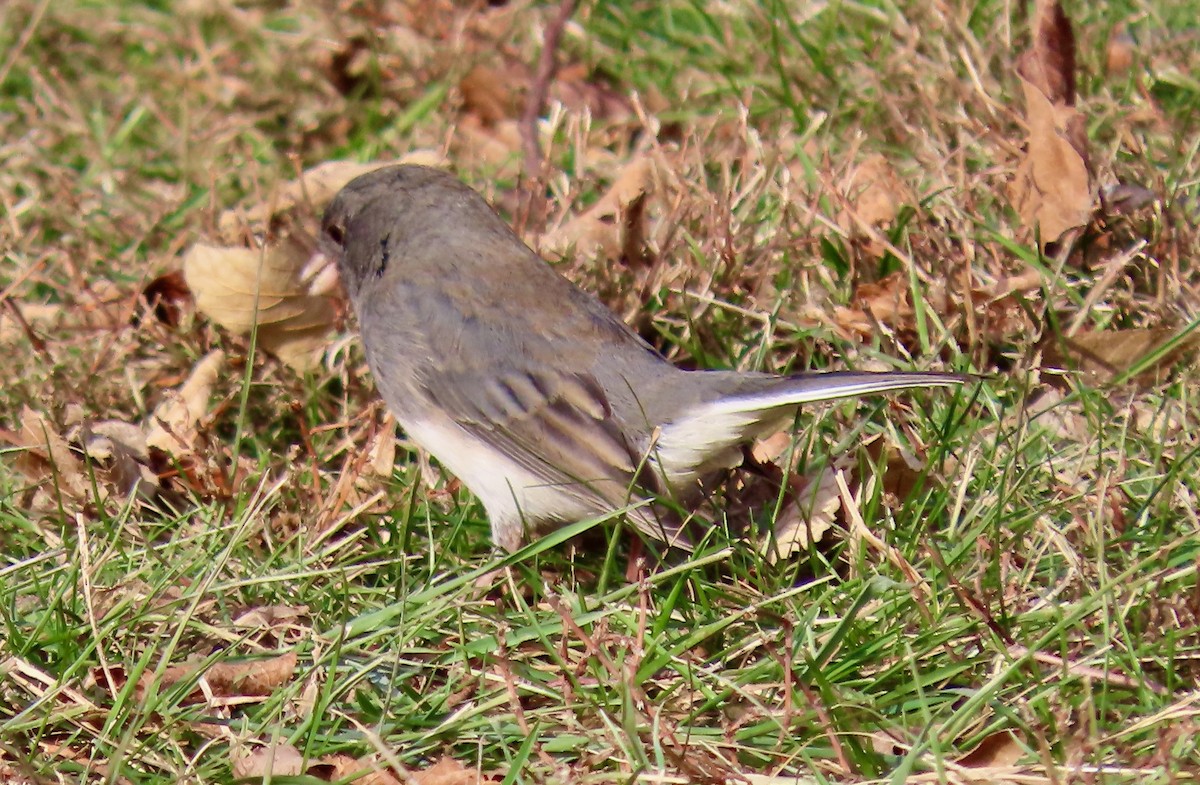 Dark-eyed Junco - ML647133137