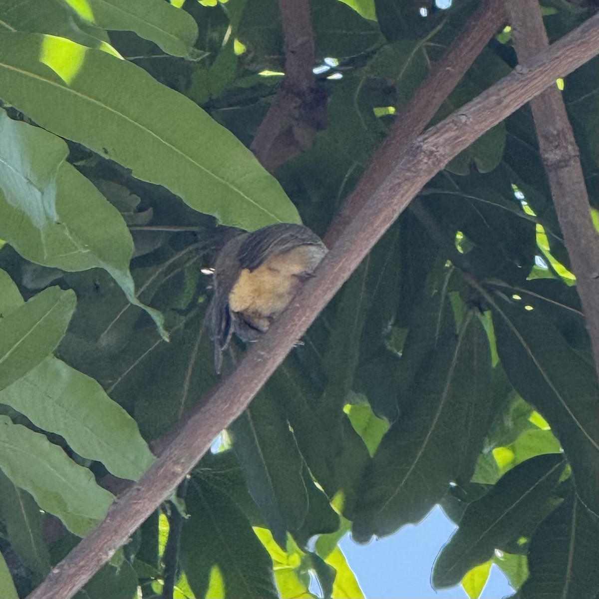Streak-eared Bulbul - ML647133139