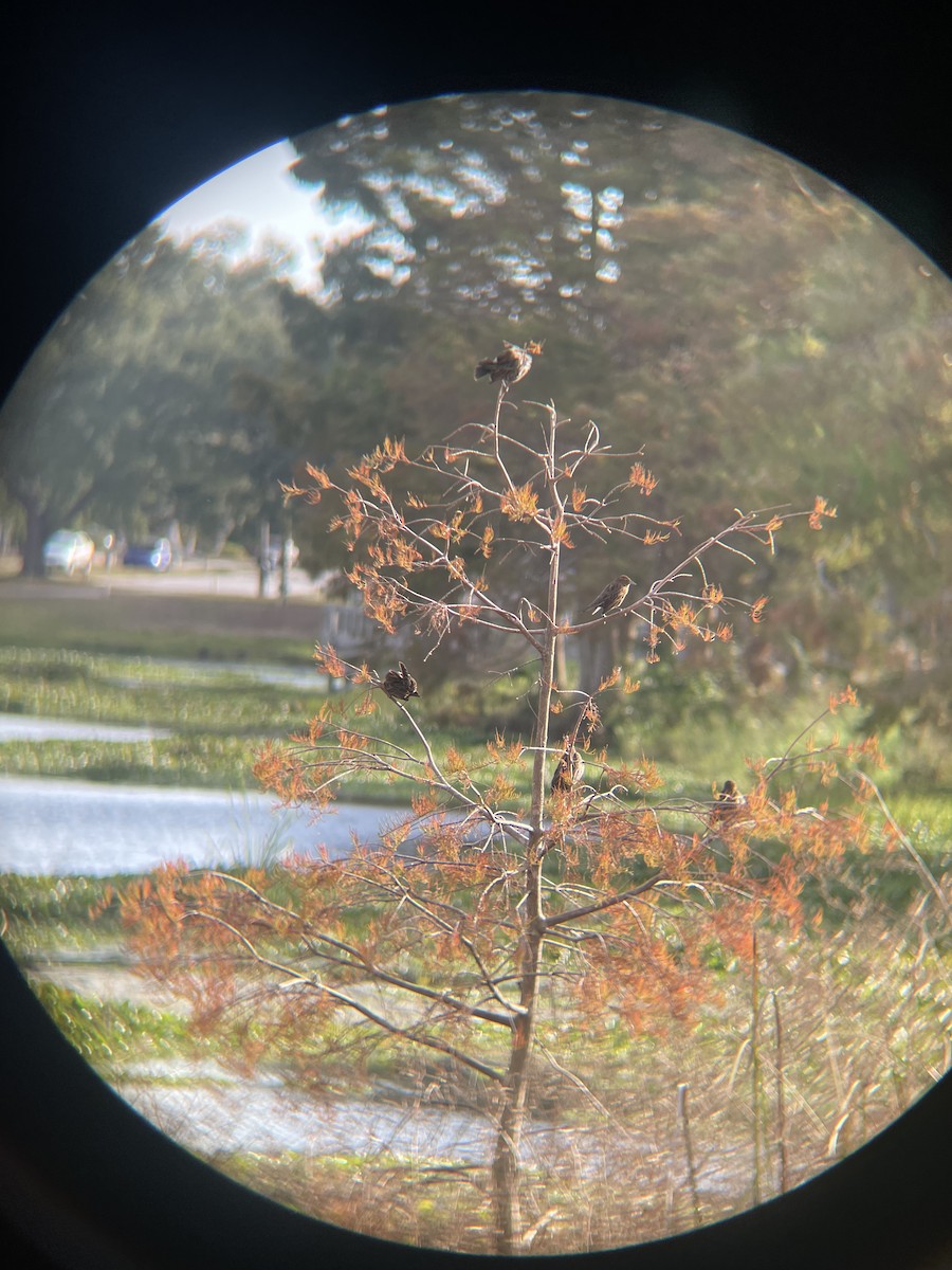 Red-winged Blackbird - ML647133146