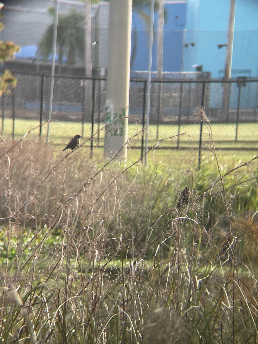 Red-winged Blackbird - ML647133147