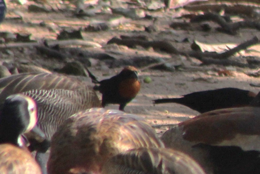 Chestnut-capped Blackbird - ML647133148
