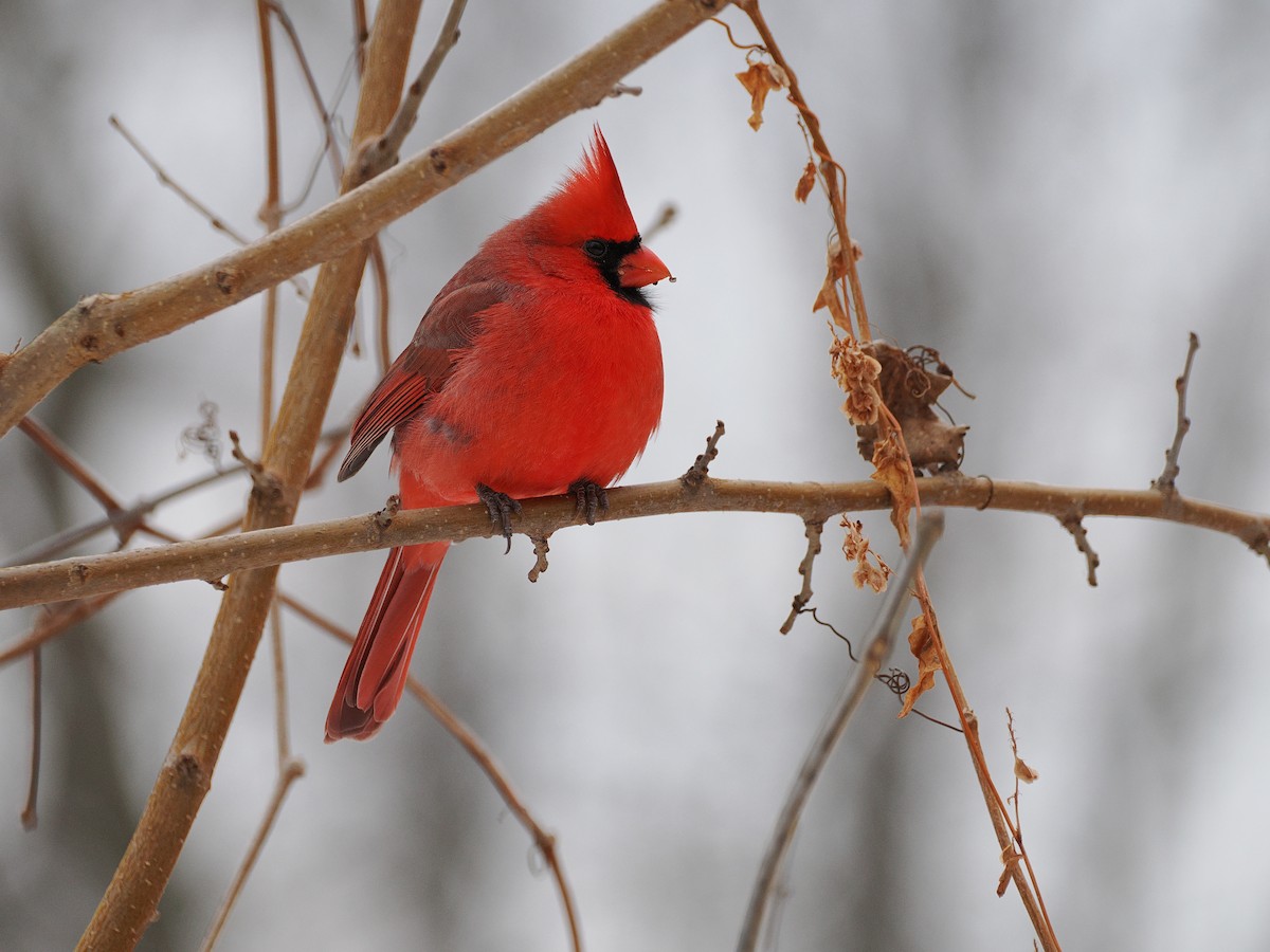 rødkardinal - ML647133150