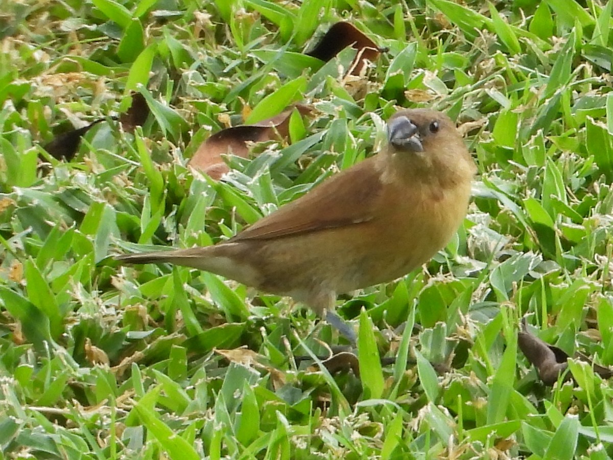 מוניה מפוספסת-חזה - ML647133151